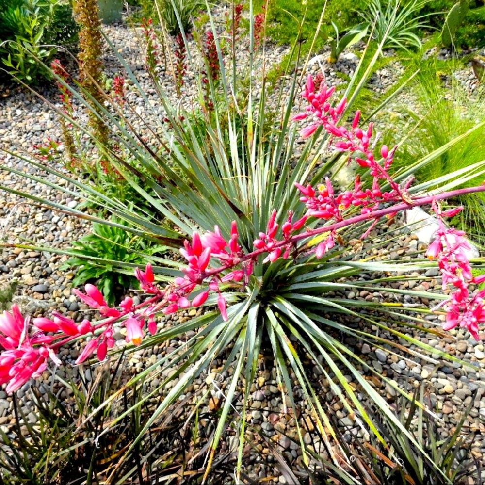 10 Coral Red Yucca seeds from my established garden
